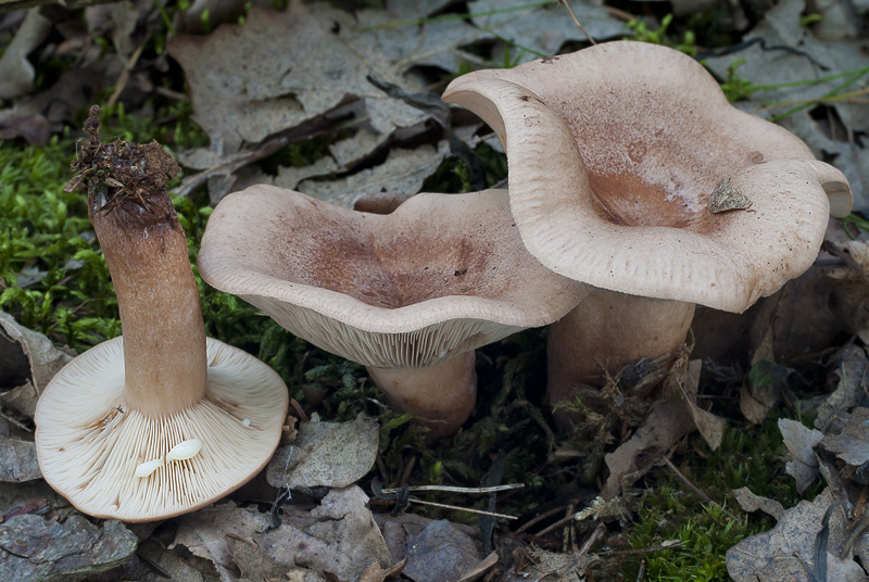 Lactarius quietus